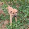 Rithika N S